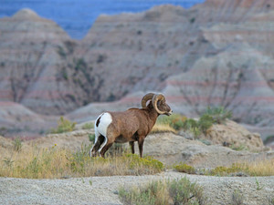 Bighorn at Badlands National Park  8493