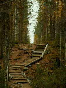 Forest Path​​​