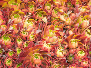 Echeveria Cluster