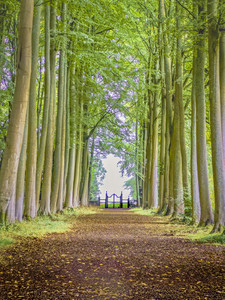 Secret Garden III