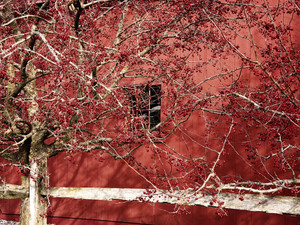Autumn Branches with Red Berries and Weathered Fence