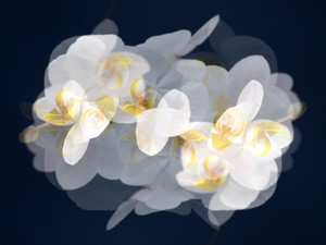 Orchid Reflection