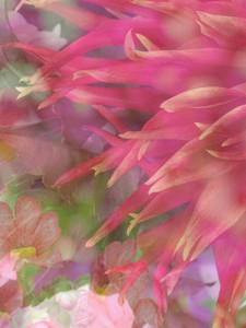 Agave Zinnia Collage