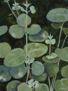 Eucalyptus Leaves