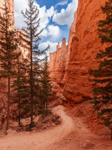 Along A Bryce Canyon Switchback Trail