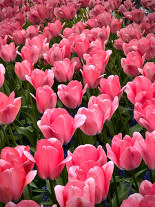 Pink Fields