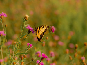 Among the Wild Flowers