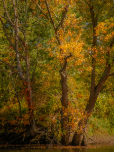 Autumn Begins