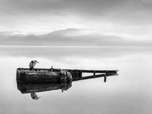 Heron on a Boat II