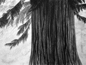 Pater Cedrus