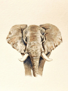 African Elephant
