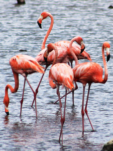 Wading Flamingos