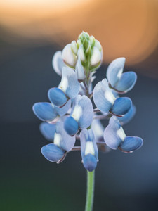 Texas Bluebonnet​