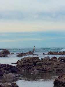 Beach bird