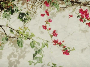 Bougainvillea Vines