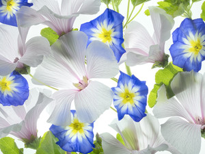 Hybiscus and Blue Ensign flower