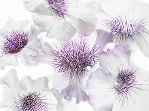 Close up pf petunia flowers