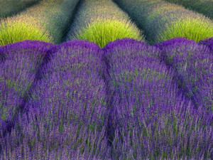 Lavender fields​​​​