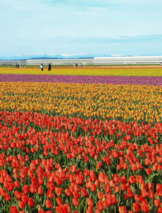 Tulip Fields in Mountain Landscapes