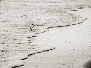 Snowy Egret