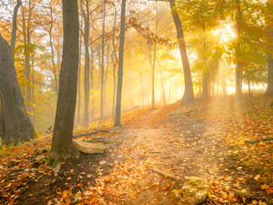 Foggy Fall Forest