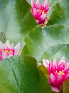 Emerging Lilies