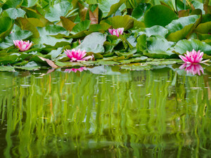 Lily Pond Reflections