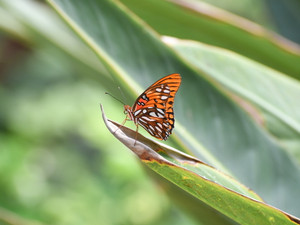 Resting Butterfly