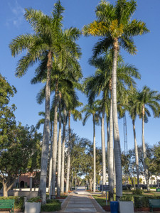 Boca Raton Palm Trees I