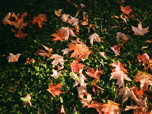 Scattered Maple Leaves