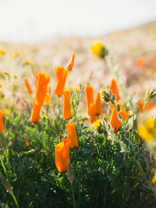 California Poppy​​​