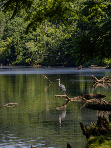 Blue Heron​​​​​​​