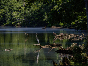 Blue Heron​​​​​​