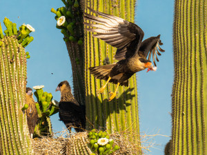 Crested Caracara with a snack