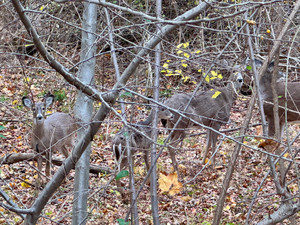 Deer​​
