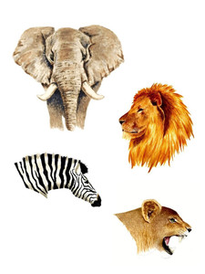 African Wildlife Montage