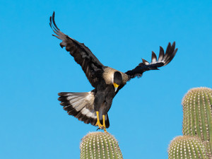 Crested Caracara Touchdown on Giant Saguaro Cactus