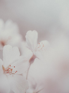 Spring Dreams