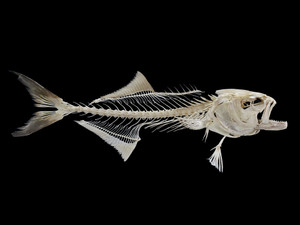 Bluefish Skeleton