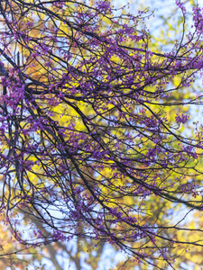 A Contrast in Color