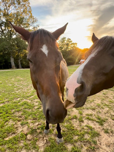 Horses​​​
