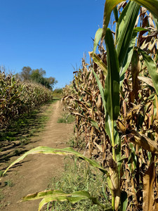 Cornfield​