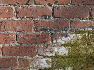 Moss on brick