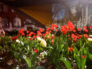 Flowers of London Spring