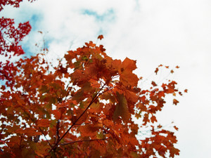 Lovely Maple Leaves