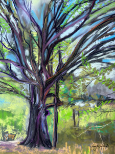 The Bur Oak at McConnell Springs, Lexington, Ky