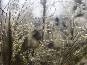 Autumn Grasses