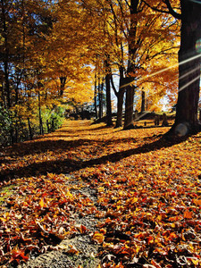 Sunlit Autumn Trail