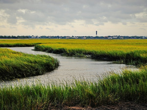 Marsh Side View