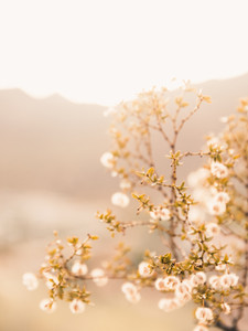 Desert Blossom 2